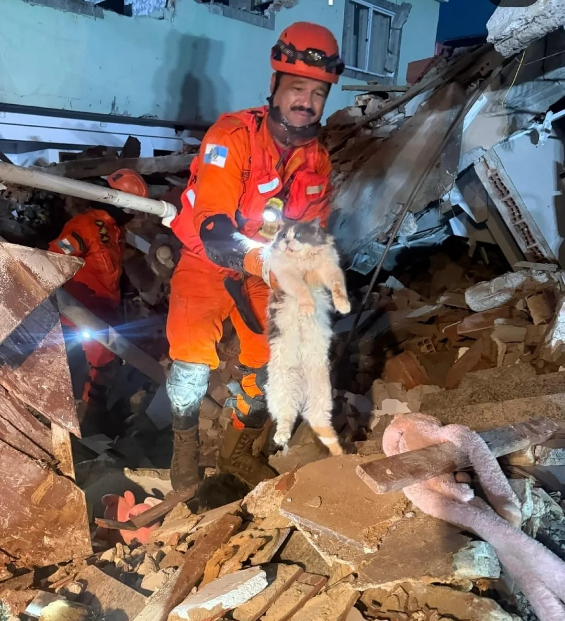 Gato foi socorrido com vida após o desabamento do prédio - Divulgação / Corpo de Bombeiros