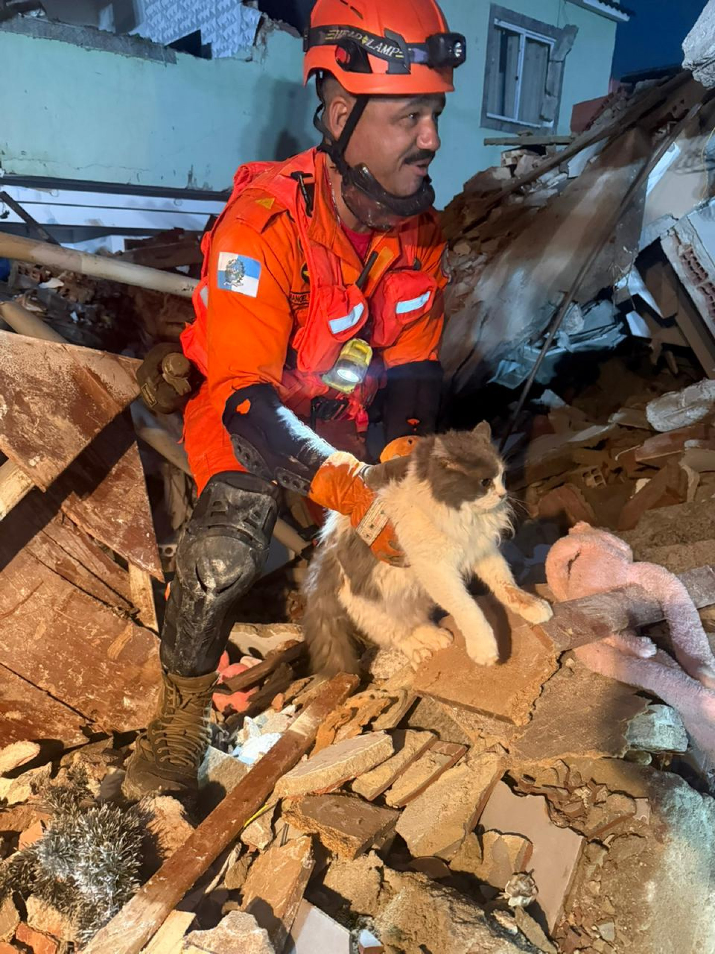 Gato foi socorrido com vida após o desabamento do prédio - Divulgação / Corpo de Bombeiros