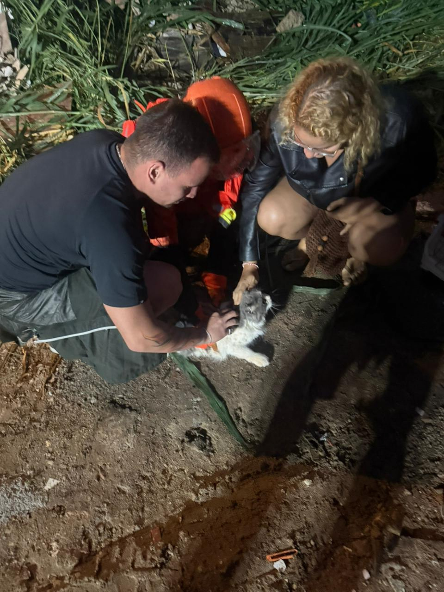 Gato foi socorrido com vida após o desabamento do prédio - Divulgação / Corpo de Bombeiros