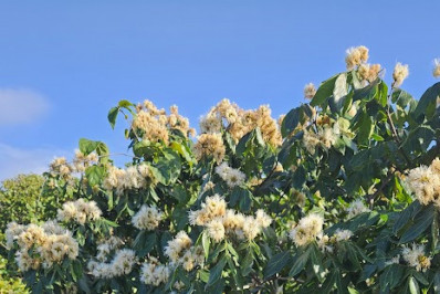 Saquarema entra no top 10 de sustentabilidade no Brasil