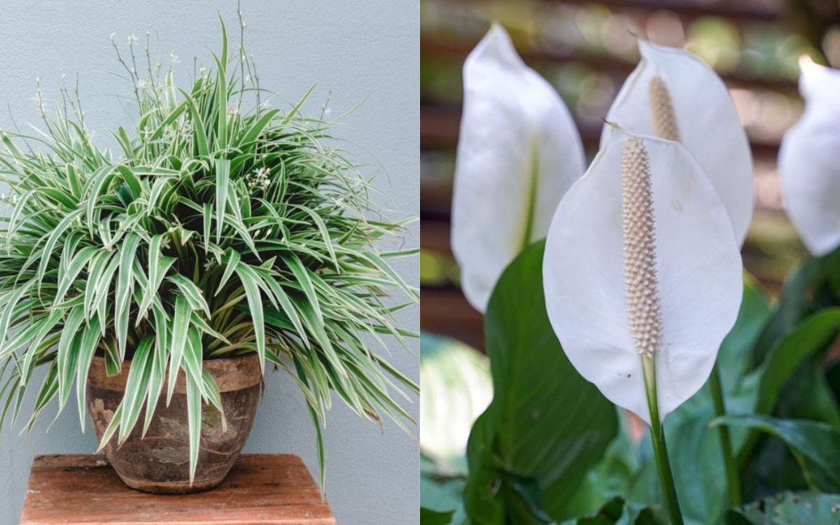 O jeito mais natural de deixar a casa mais gostosa nos dias quentes