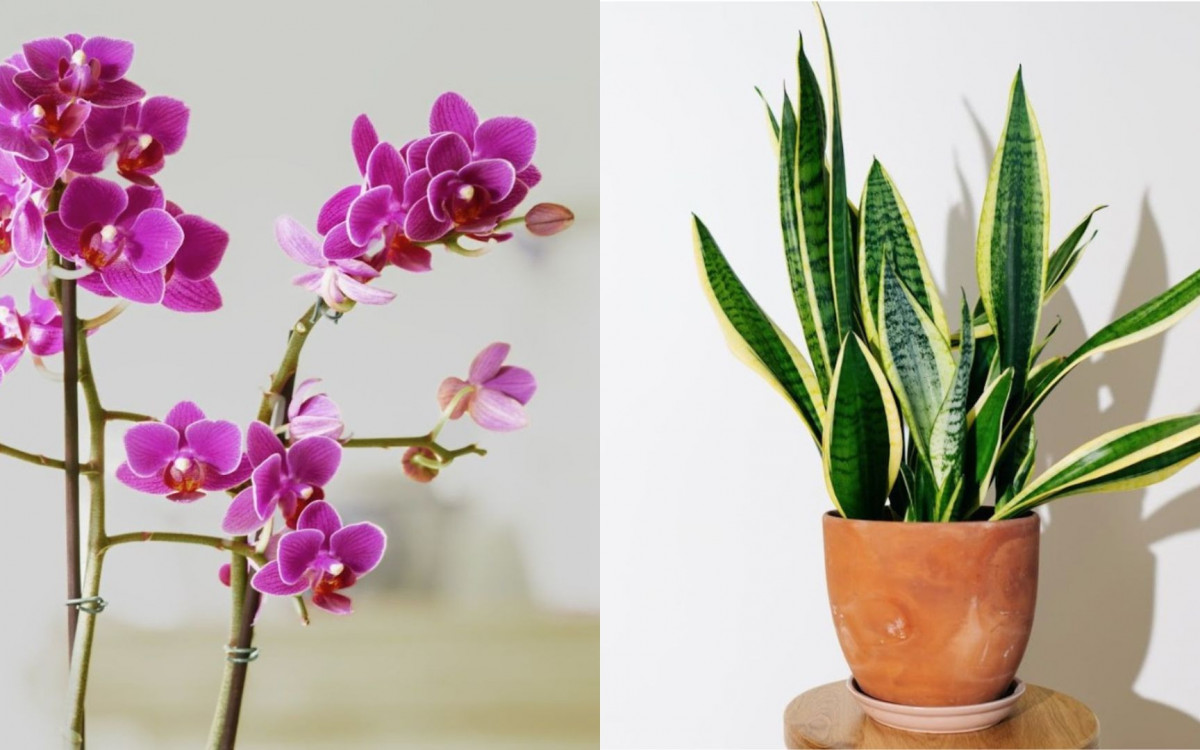 Ideias simples pra trazer natureza pra dentro de casa, mesmo em espaços pequenos