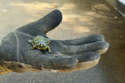 PRF prende casal com mais de 680 filhotes de tartaruga-tigre-d'água em Porto Alegre