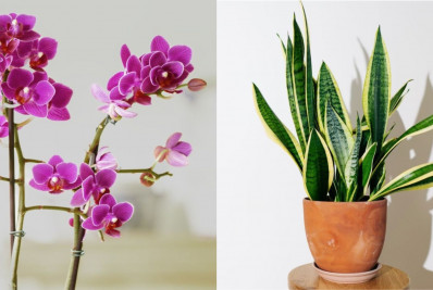 Verde que acalma: como as plantas transformam a casa nos dias quentes