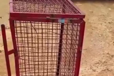 Jiboia é encontrada em quintal de residência e mobiliza Corpo de Bombeiros em Búzios