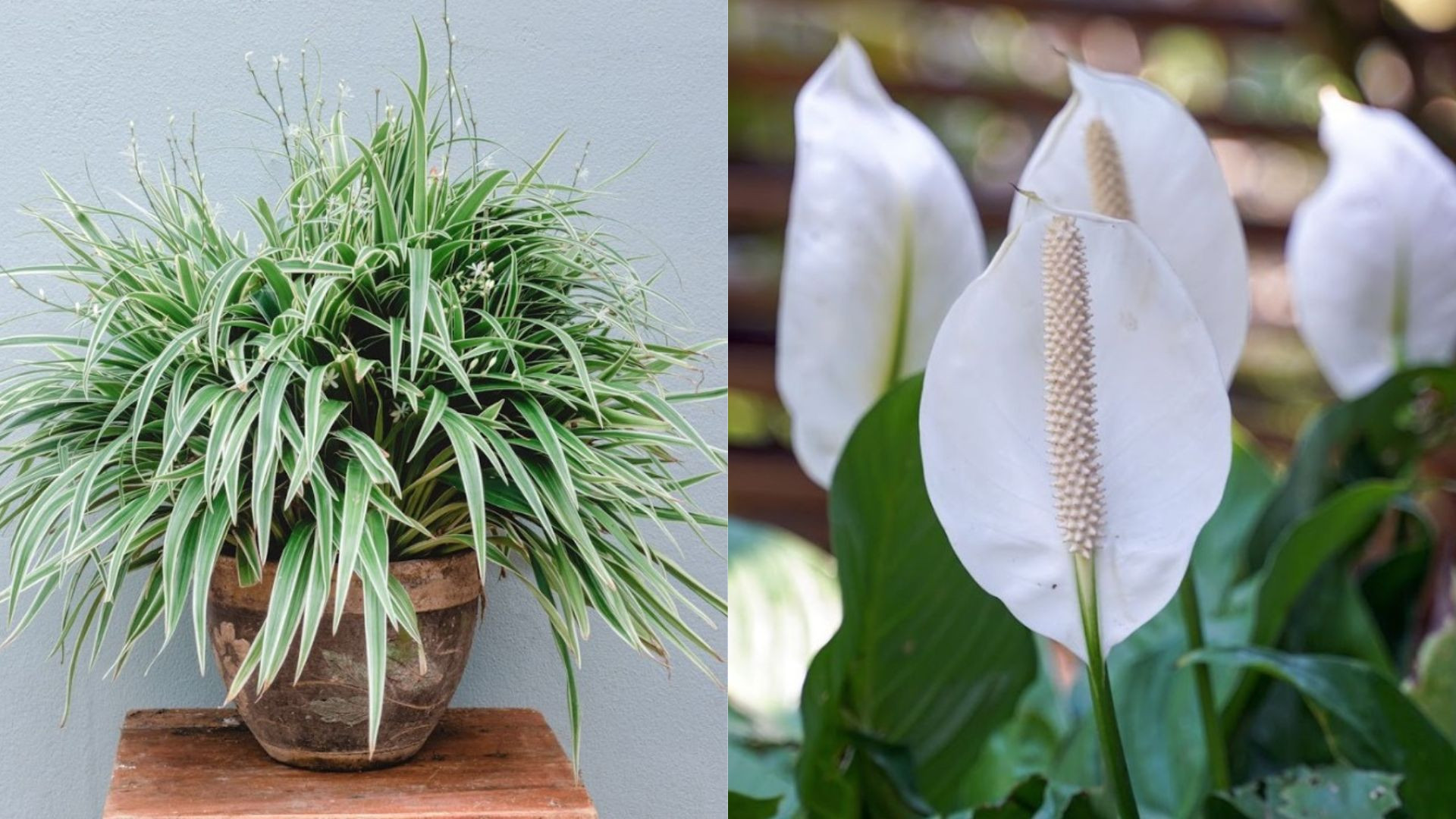 O jeito mais natural de deixar a casa mais gostosa nos dias quentes - Reprodu&ccedil;&atilde;o