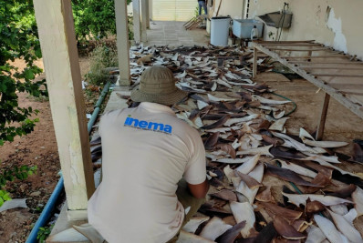 Polícia apreende 1,5 tonelada de barbatana de tubarão no interior da Bahia