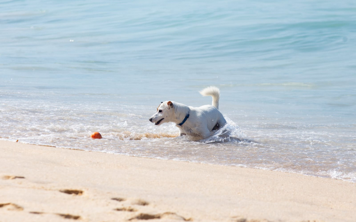 Cachorro se refresca durante manhã de sol forte - Érica Martin / Agência O Dia