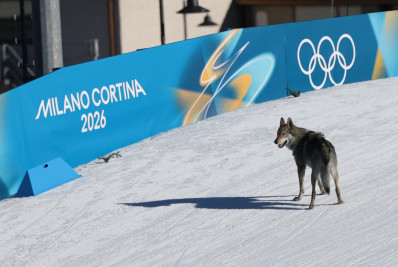 Cachorro 'atrapalha' tempo de brasileira no esqui cross-country; entenda