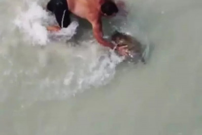 Vídeo mostra homem tentando capturar tartaruga em Arraial do Cabo