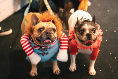 ‘CarnavAU’ promove folia para pets e tutores neste sábado (21) em Volta Redonda