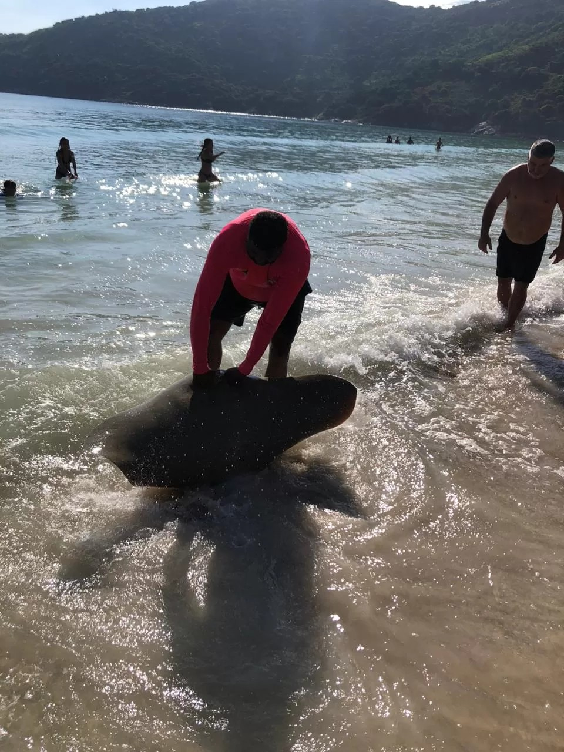 Pesca de arrasto - Reprodução