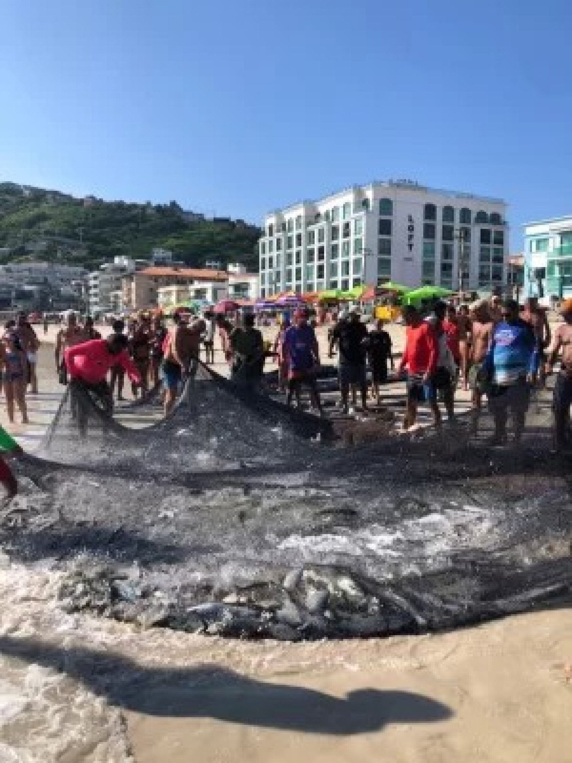 Pesca de arrasto - Reprodução