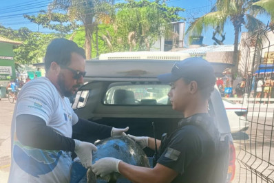 Tartaruga marinha é resgatada na Prainha e mobiliza equipes ambientais em Arraial do Cabo