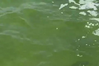 Jacaré é resgatado na Lagoa de Figueira e surpreende moradores em Arraial do Cabo