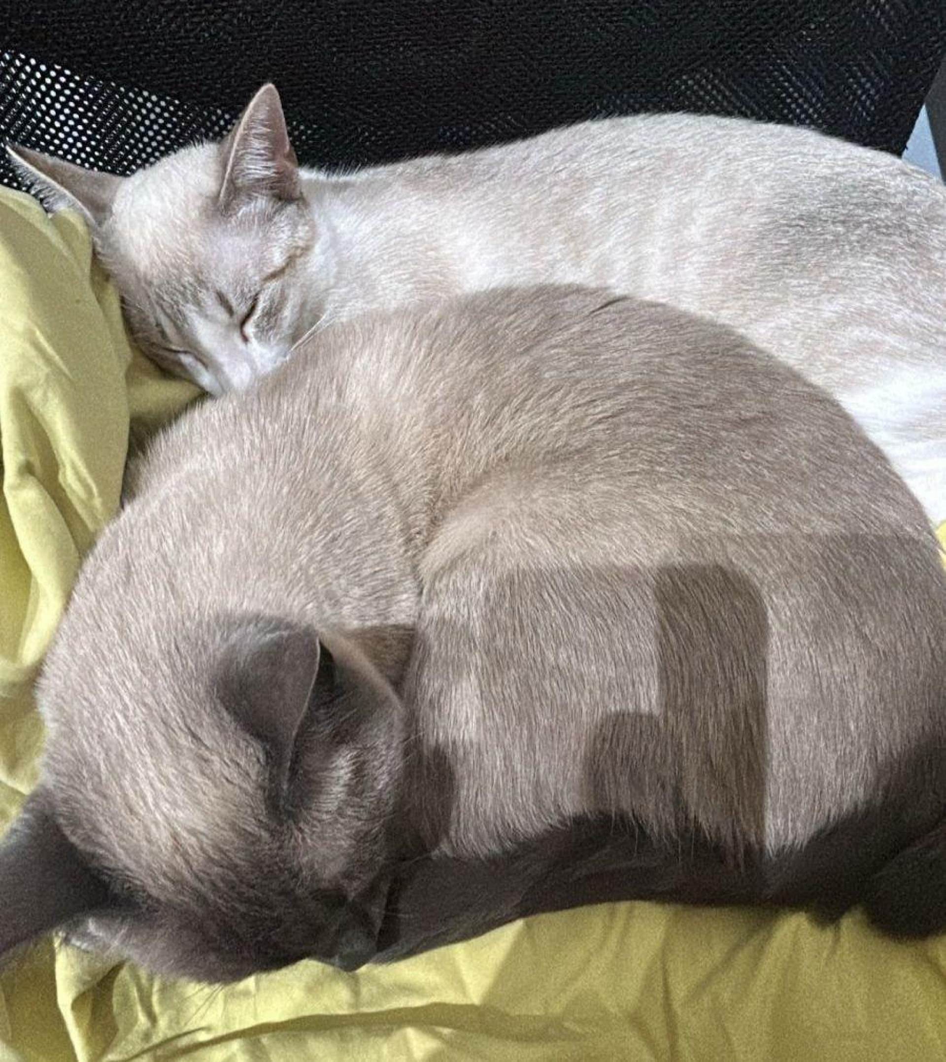 Pós-pandemia impôs mudanças na rotina familiar e afetou os pets