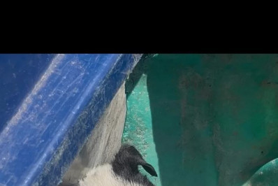 Cachorros são resgatados em caso de maus-tratos na Praia do Forte, em Cabo Frio; um estava morto