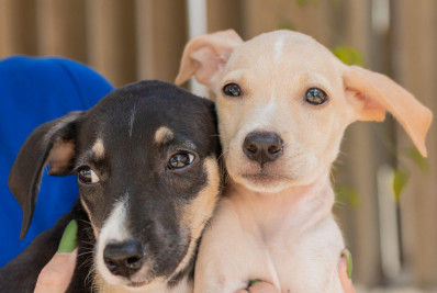 Feira de adoção leva cães e gatos ao Plaza Macaé neste sábado
