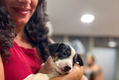 Região Oceânica terá feira gratuita de adoção pet