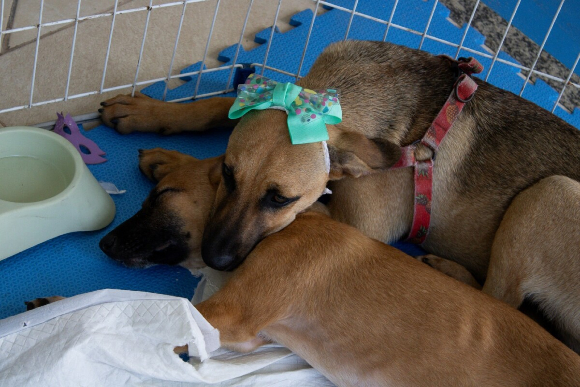 Feira de Adoção Animal  - Ascom