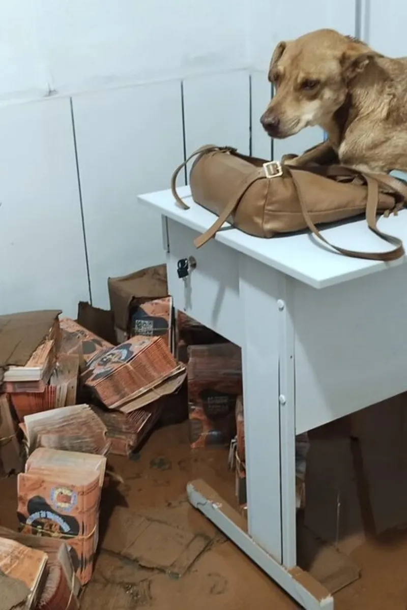 Chuva em MG: voluntários se mobilizam no resgate de animais