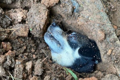 Cachorra grávida é resgatada após ser enterrada viva em Santa Catarina