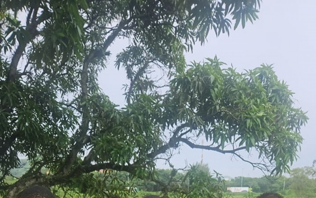 Alguns dos presos pelos agentes da Civil usavam roupas camufladas