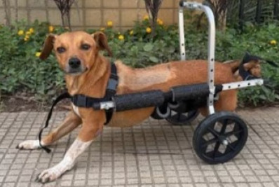 Cachorra paraplégica fica presa sob veículo após temporal em MG e é resgatada por policias