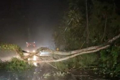 Queda de árvore fecha Rio-Santos em Angra dos Reis