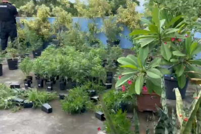 Plantação ilegal de maconha é descoberta após denúncia anônima em Niterói