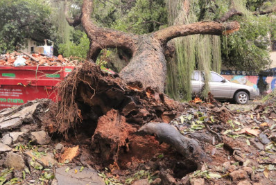 Árvore atinge carros na Lapa durante temporal e assusta moradores: 'Estamos preocupados'