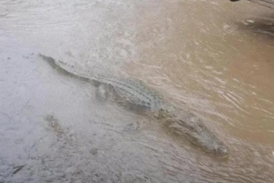 Jacaré é visto em ruas alagadas do Jardim Esperança após forte chuva em Cabo Frio