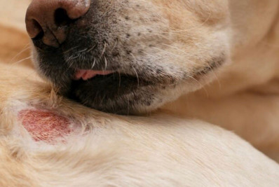 Calor aumenta casos de dermatite em cães e gatos