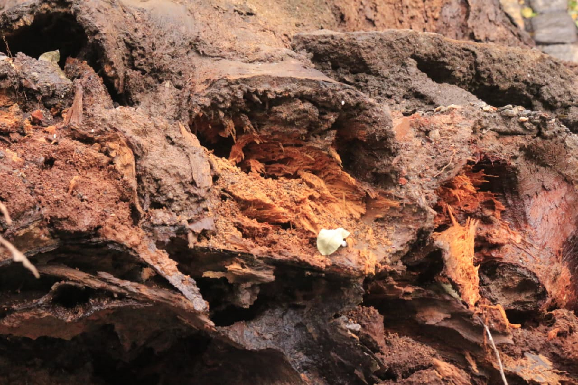 Árvore caiu na Rua Sílvio Romero e atingiu carros estacionados - Carlos Eliais/Agência O DIA