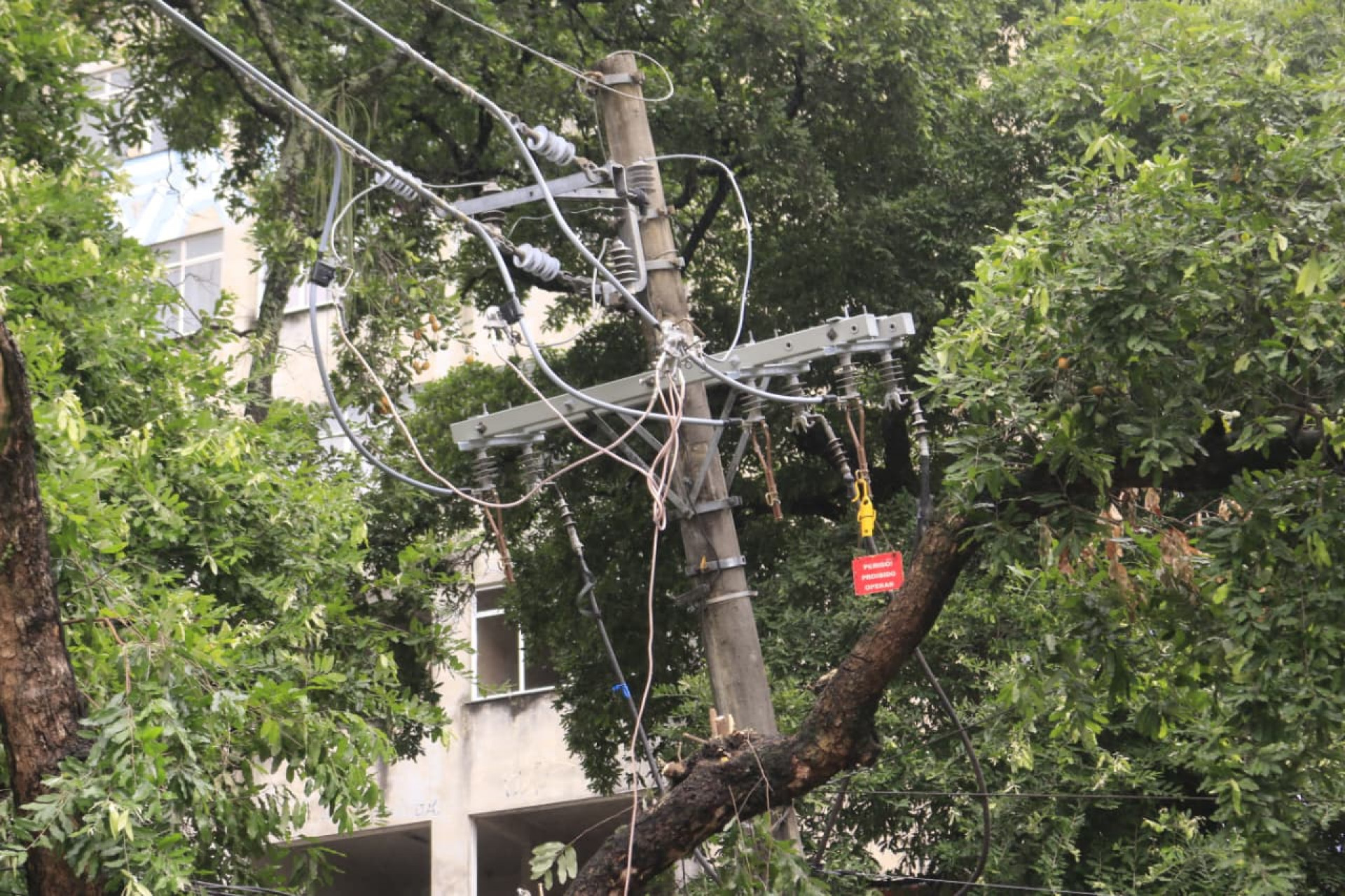 Árvore caiu na Rua Sílvio Romero e atingiu carros estacionados - Carlos Eliais/Agência O DIA