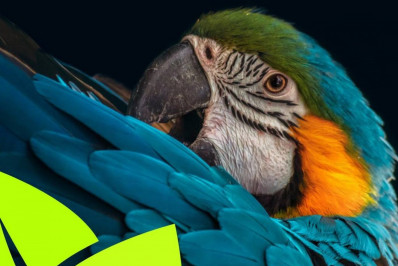 Proteção e Resgate da Fauna em Desastres Naturais ou Provocados