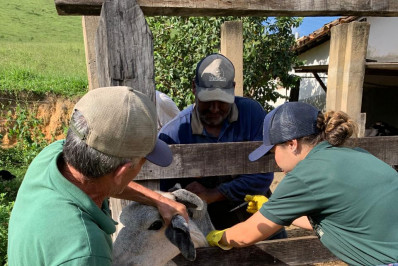 Secretaria de Desenvolvimento Rural de Barra Mansa intensifica vacinação contra brucelose