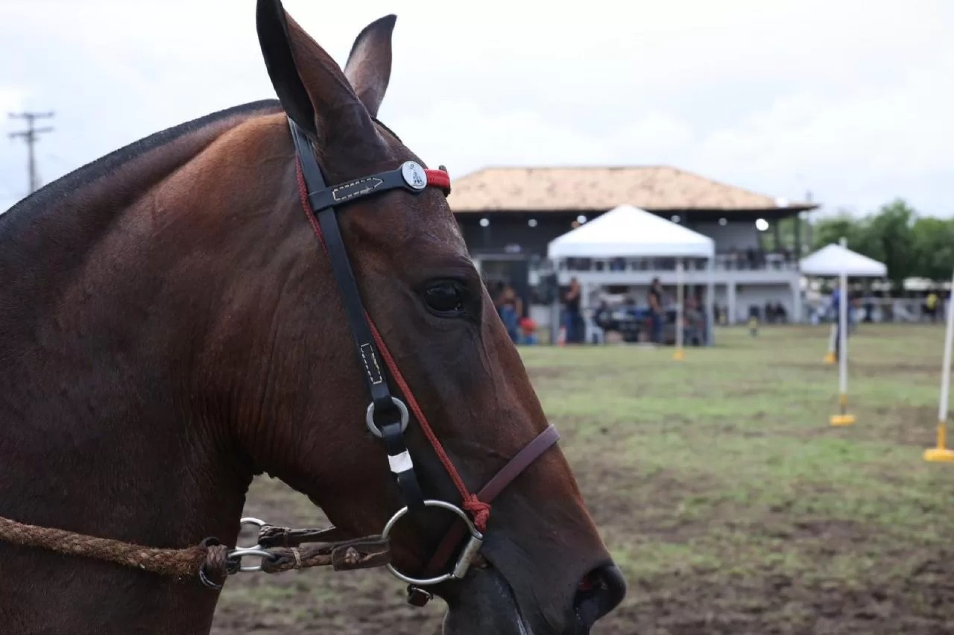 Expo de Mangalarga Marchador - Ascom