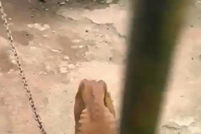 Homem é preso por maus-tratos a cachorro em Magé