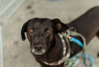 Prefeitura de Maricá realiza Castração Solidária para cães e gatos neste sábado