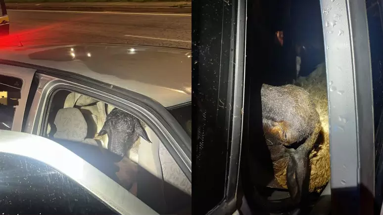 Carro abandonado com 18 bodes é encontrado pela PRF em Pernambuco