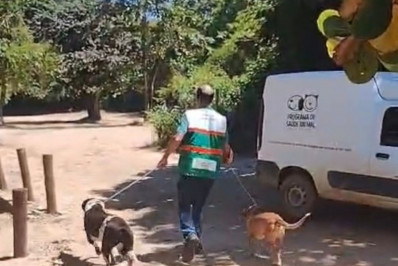Resgate na areia: cães encontrados na Praia da Joana ganham nova chance em Rio das Ostras