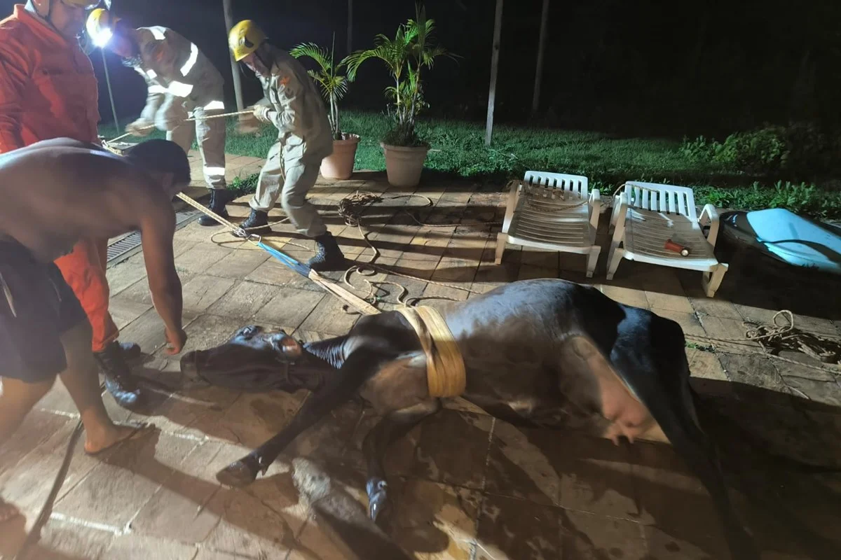 Segundo a corpora&ccedil;&atilde;o, o animal n&atilde;o sofreu ferimentos aparentes