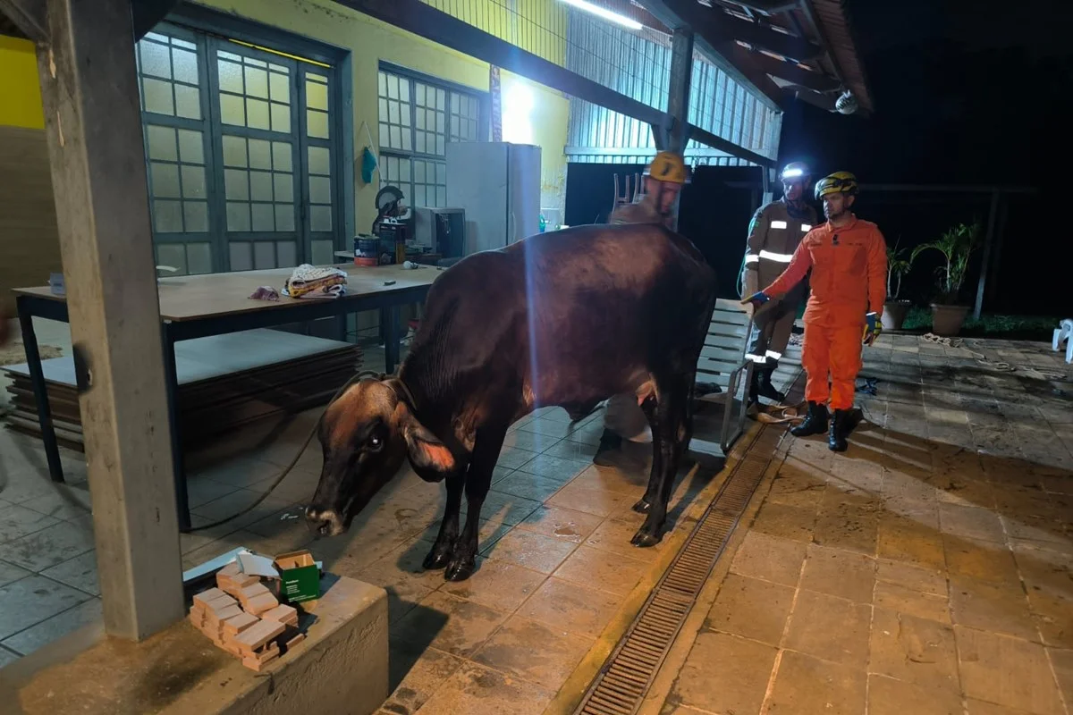 Segundo a corpora&ccedil;&atilde;o, o animal n&atilde;o sofreu ferimentos aparentes - Corpo de Bombeiros de Goi&aacute;s / Divulga&ccedil;&atilde;o