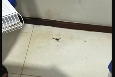 Aluna encontra escorpião na sala de aula em Búzios