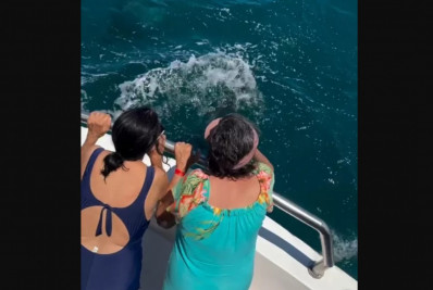 Golfinhos surpreendem turistas durante passeio de barco em Arraial do Cabo