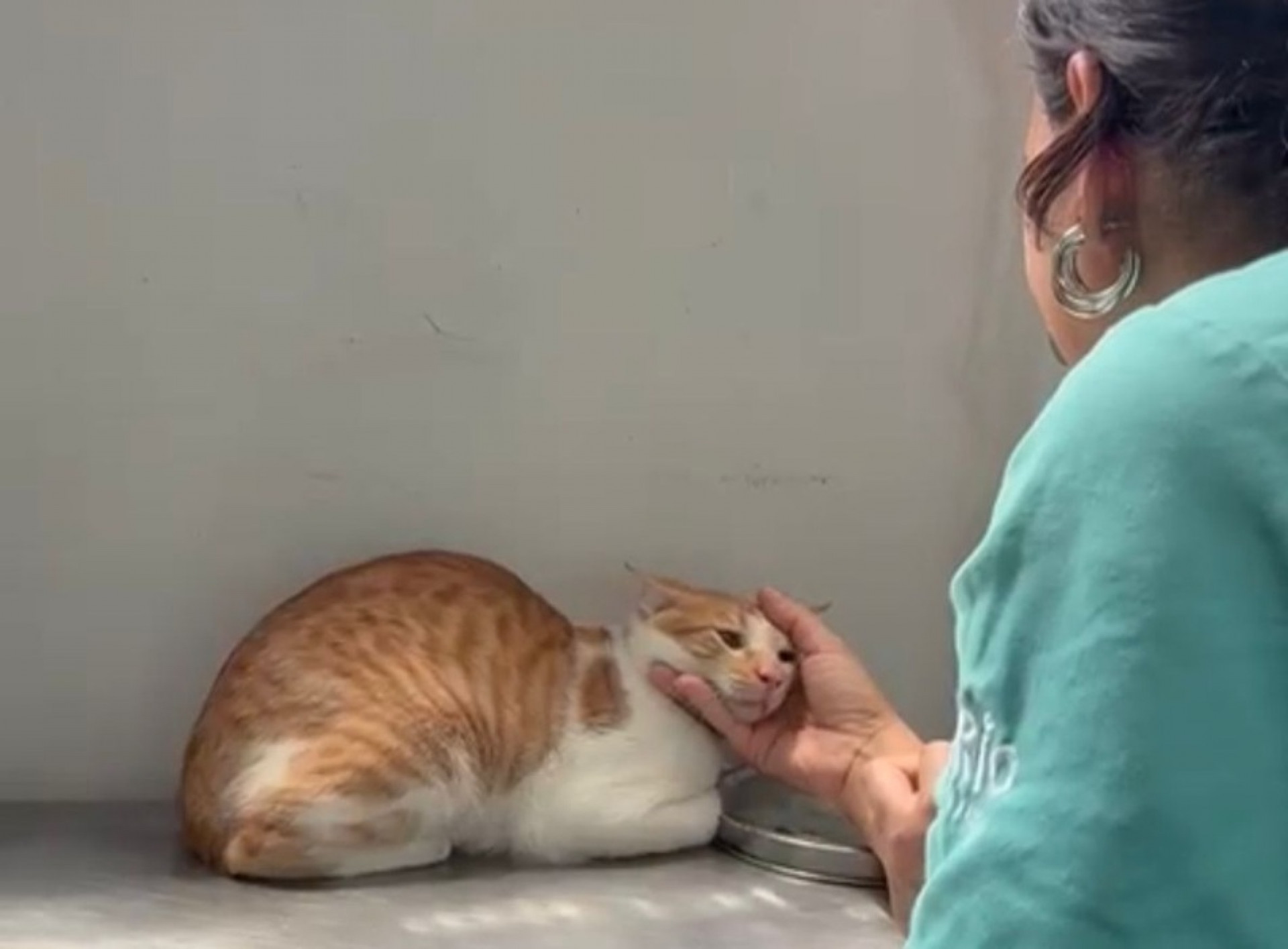 Os gatos resgatados foram levados a um posto veterinário em Bonsucesso - Divulgação/SMPDA