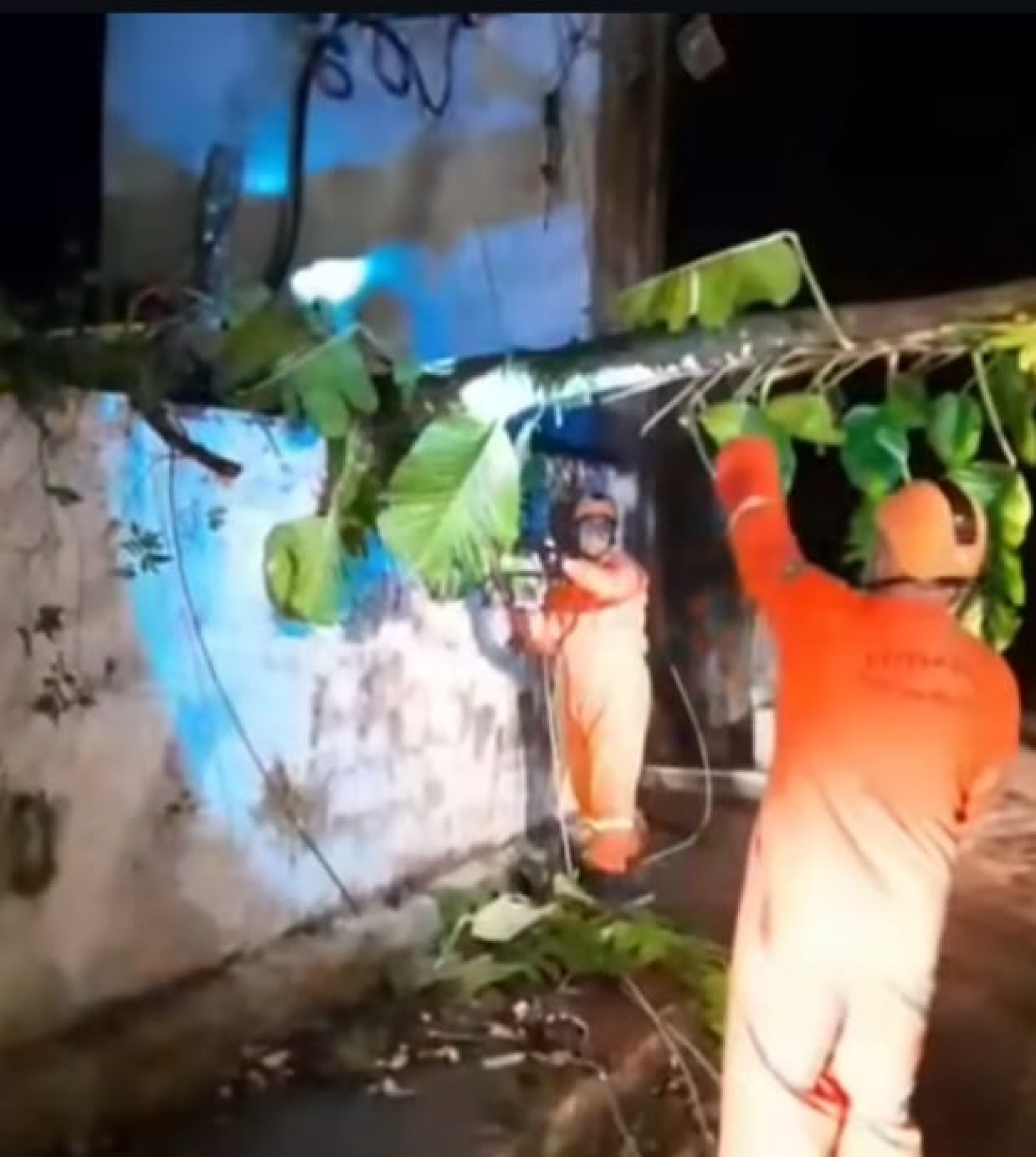 &Aacute;rvore  que caiu sobre o muro de uma casa &eacute; removido pela Defesa Civil - Divulga&ccedil;&atilde;o/Rede social Defesa Civil