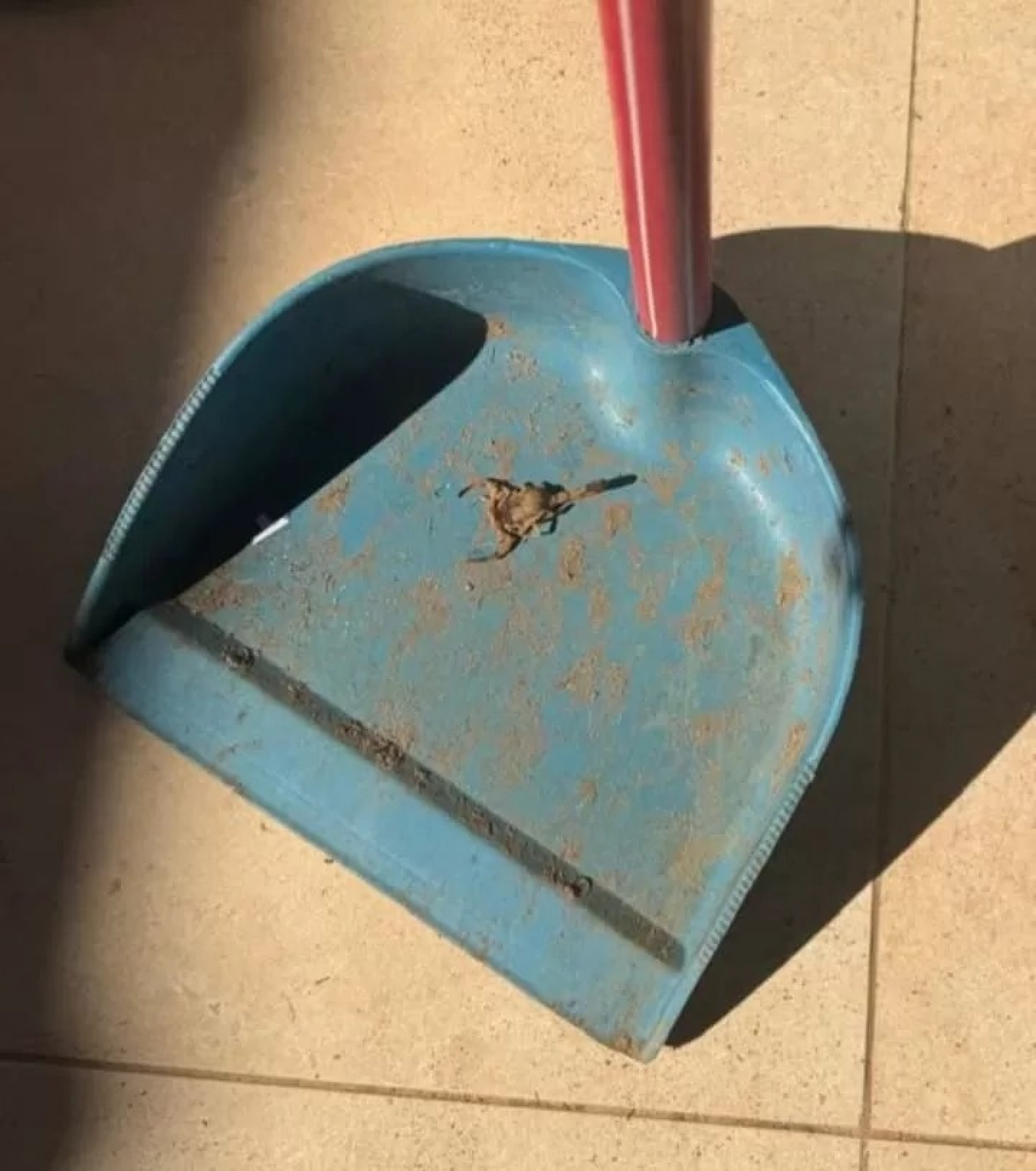 Ao notar a presença do escorpião, a aluna se afastou, e a professora retirou o animal. - Reprodução