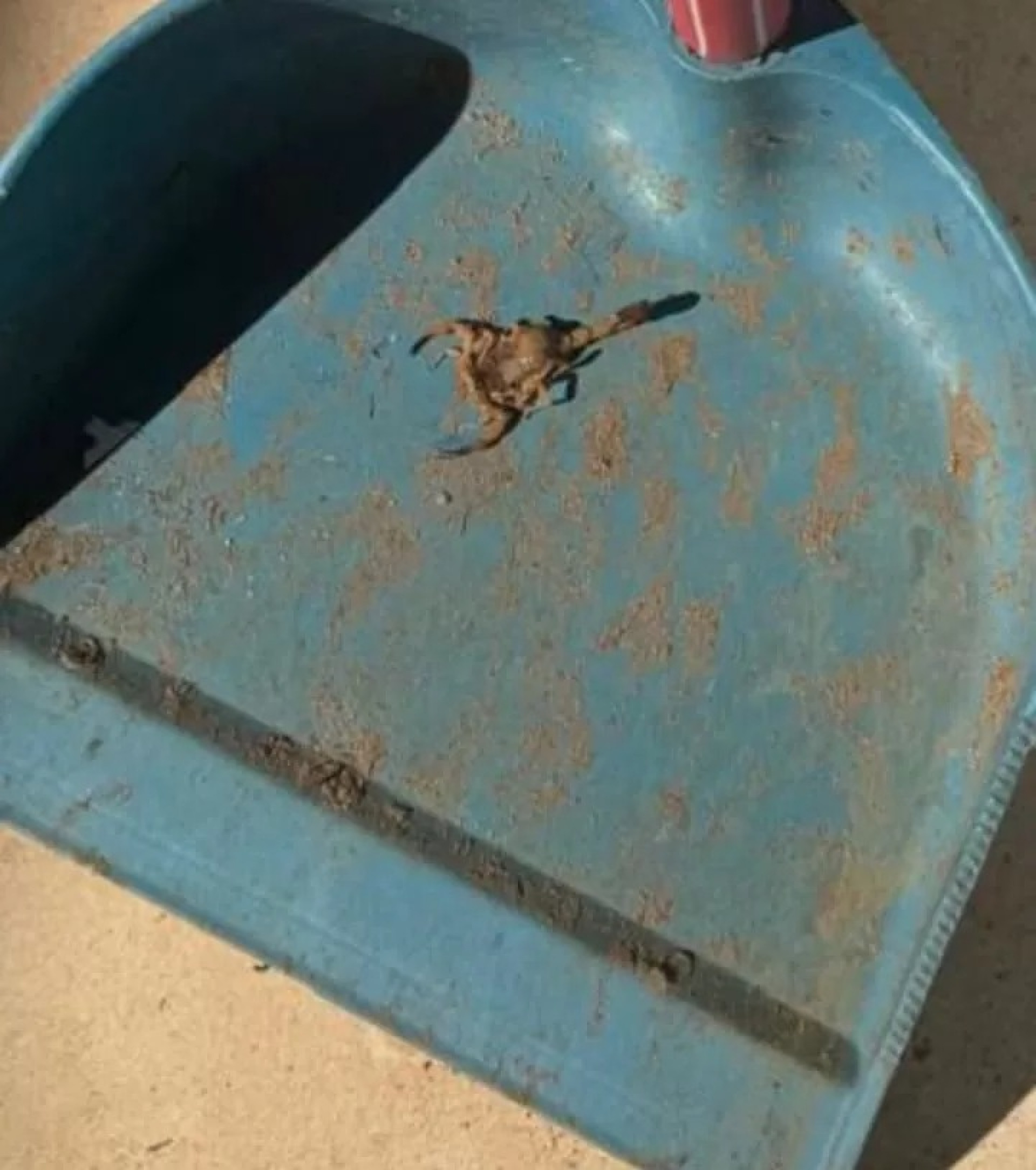  A presença de escorpiões em locais frequentados por alunos e profissionais exige ações preventivas e monitoramento. - Reprodução